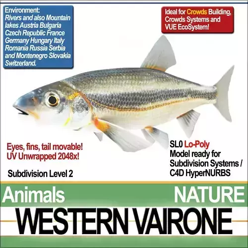 Western Vairone 3D model