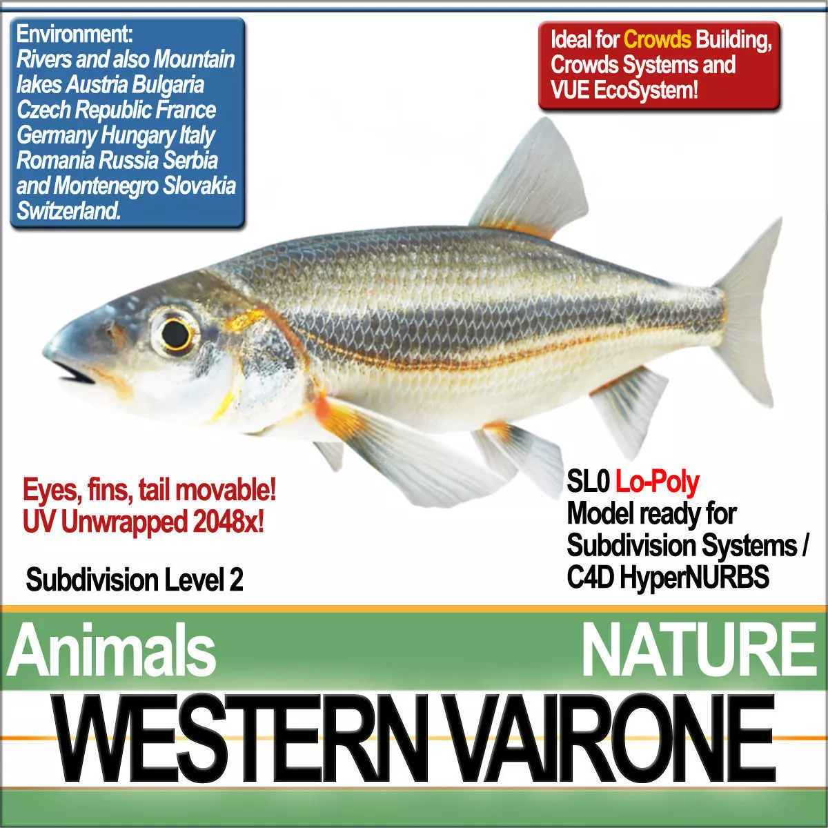 Western Vairone 3D model_0