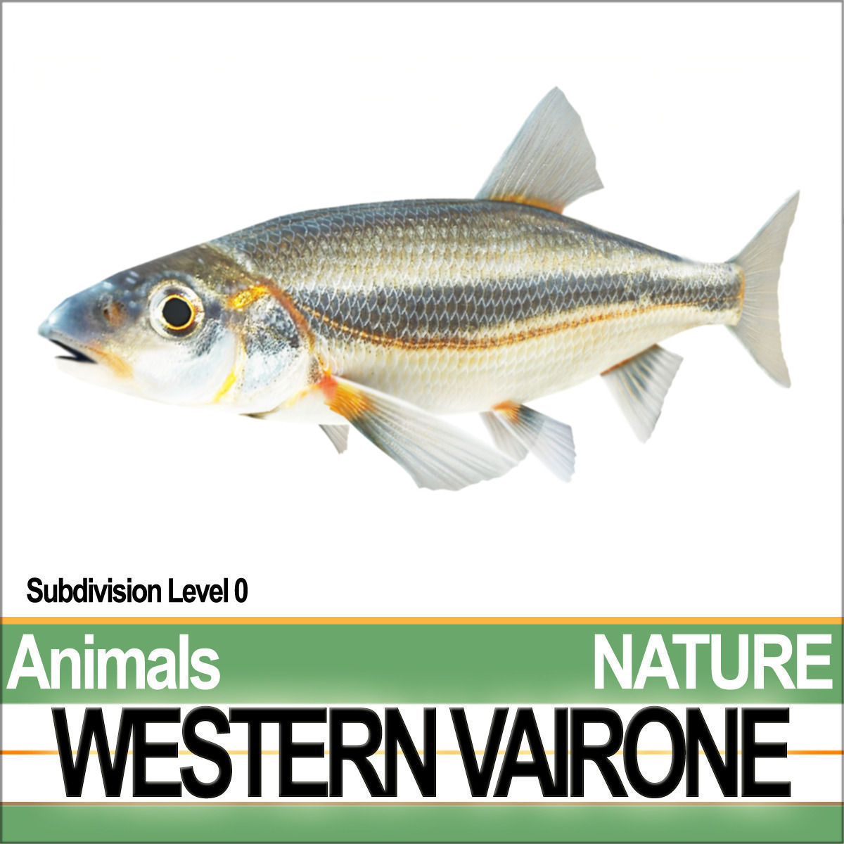 Western Vairone 3D model_2