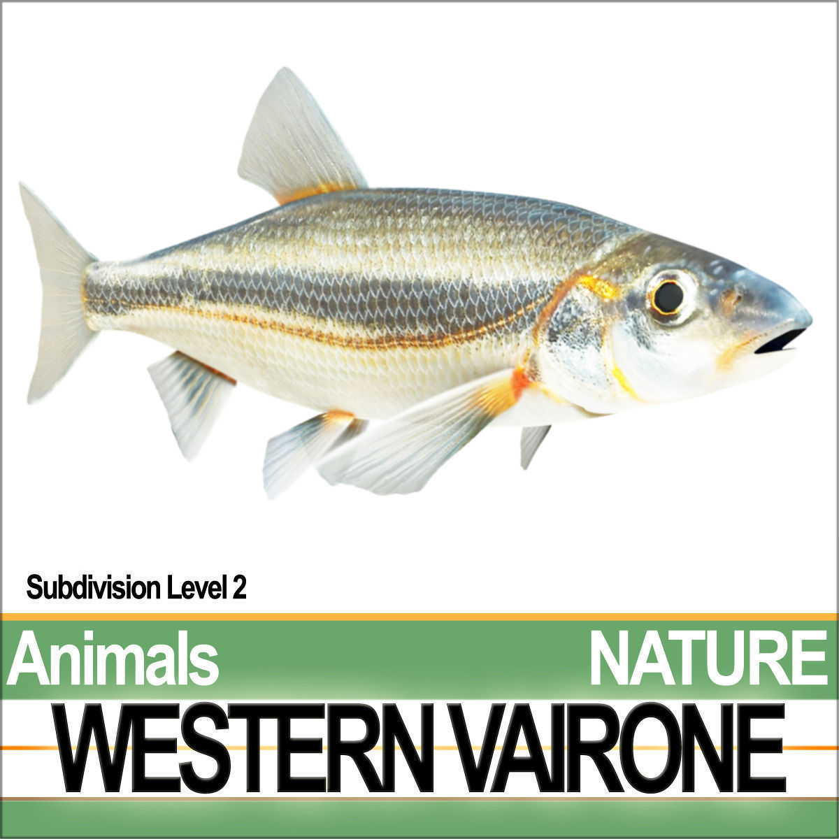 Western Vairone 3D model_1