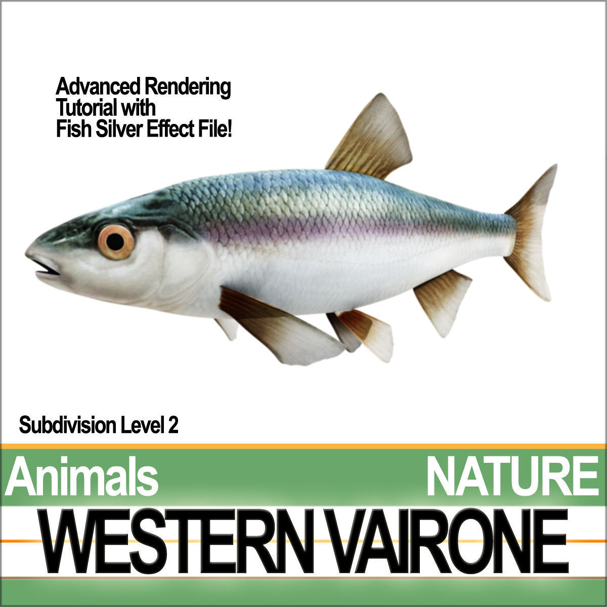 Western Vairone 3D model_3