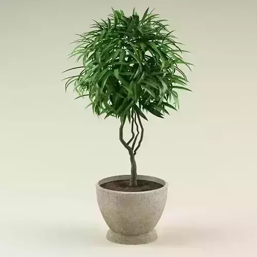 Plant in pot