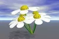 Daisy flower Free 3D model_0