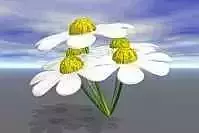 Daisy flower