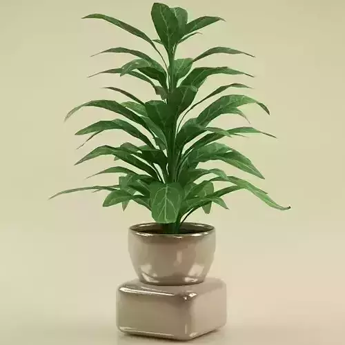 Plant in pot