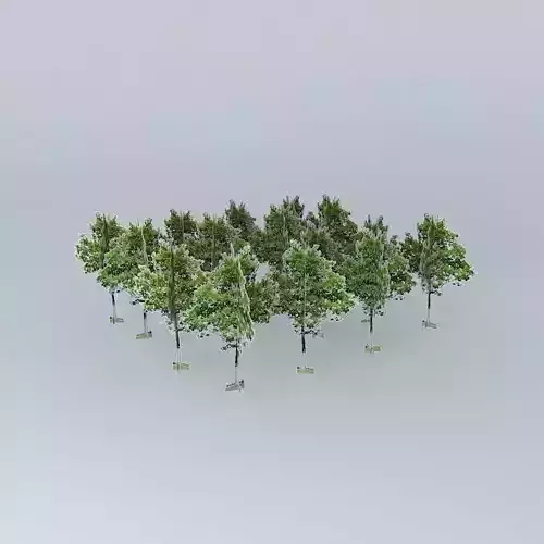 Central Promenade Mall Woodland