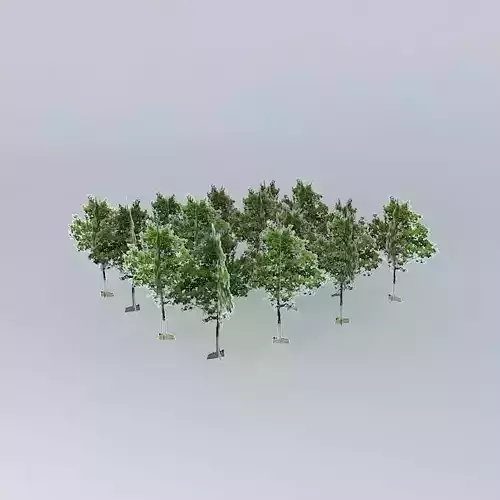 Central Promenade Mall Woodland