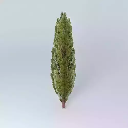 Populus nigra 39 Italica39 Poplar Italian