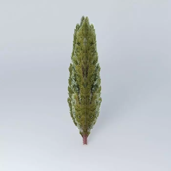 Populus nigra 39 Italica39 Poplar Italian Free 3D model