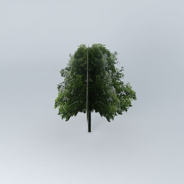 Acer platanoides Maple Common Free 3D model_1