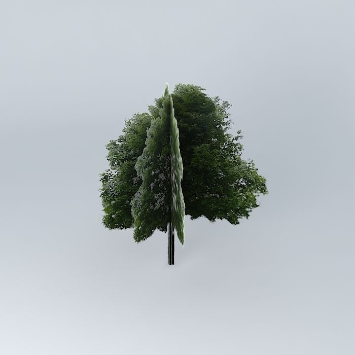 Acer platanoides Maple Common Free 3D model_2