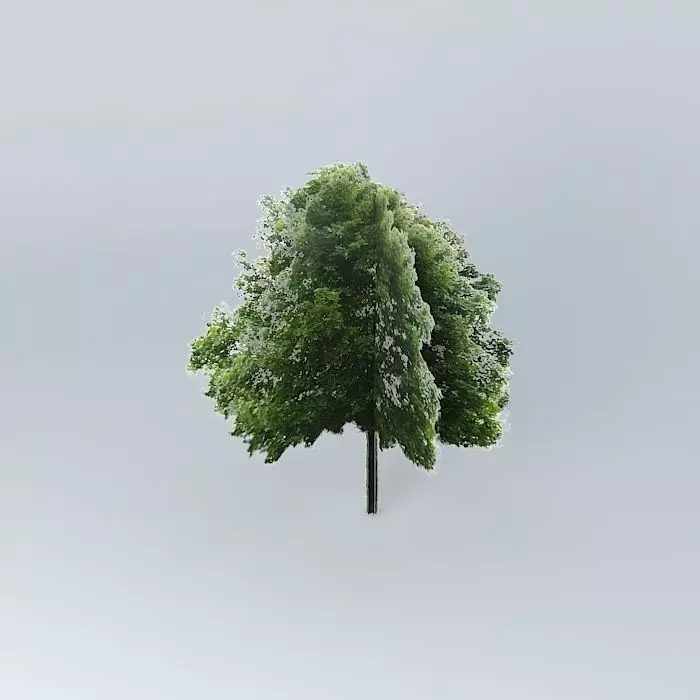Acer platanoides Maple Common Free 3D model_0