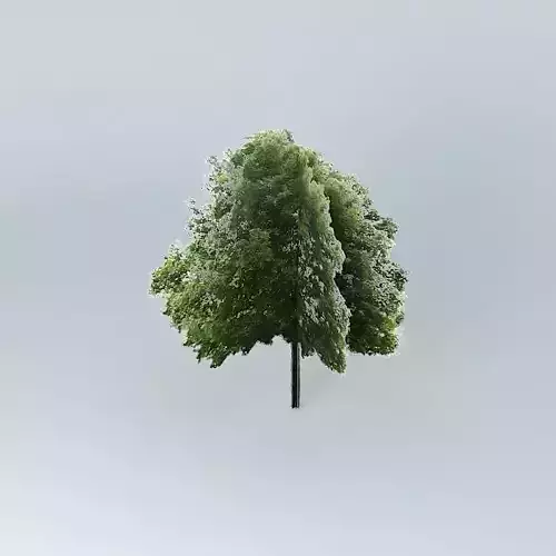 Acer platanoides Maple Common Free 3D model