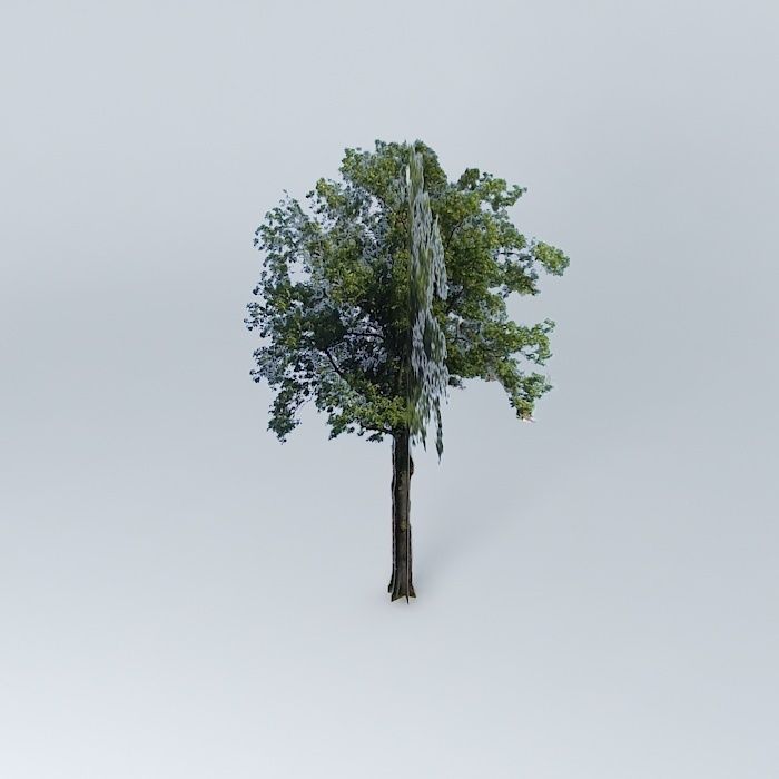 Fraxinus excelsior ash Free 3D model_1