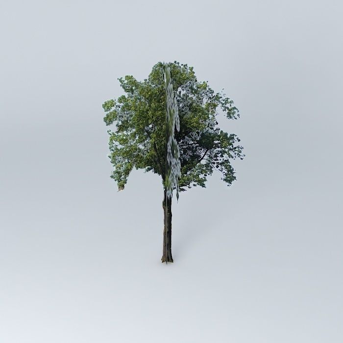 Fraxinus excelsior ash Free 3D model_2