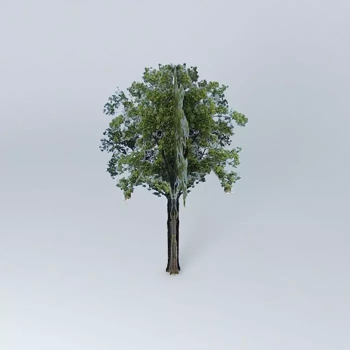 Fraxinus excelsior ash Free 3D model_0