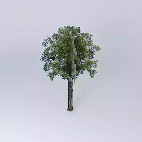 Fraxinus excelsior ash