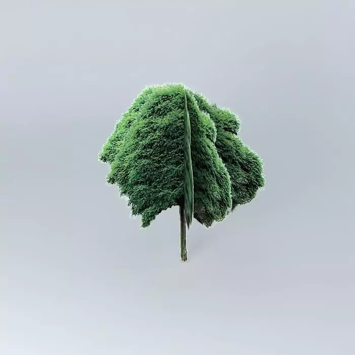 Robinia pseudoacacia Umbraculifera Robinia biała Umbraculifera Free 3D model