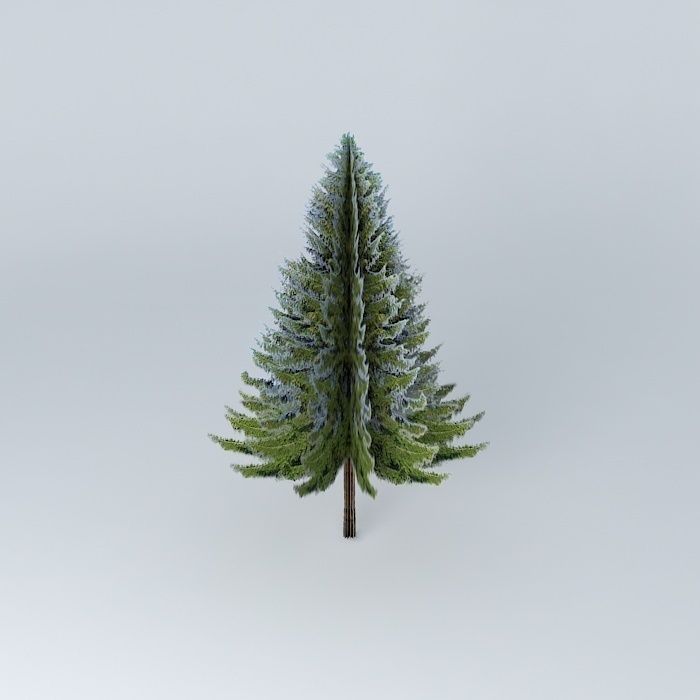 Picea abies  Norway spruce Free 3D model_1