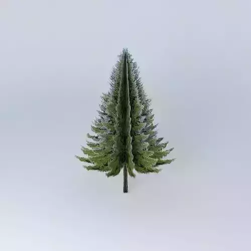 Picea abies  Norway spruce
