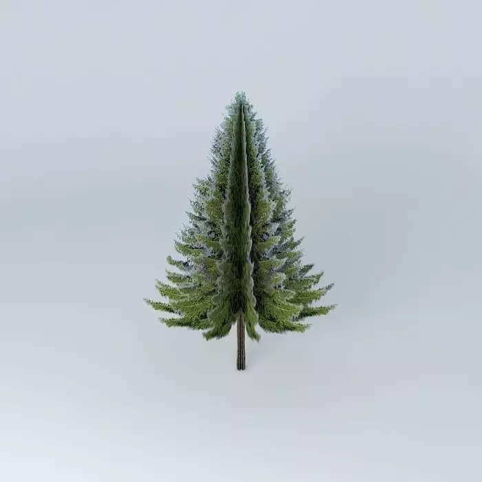 Picea abies  Norway spruce Free 3D model_0