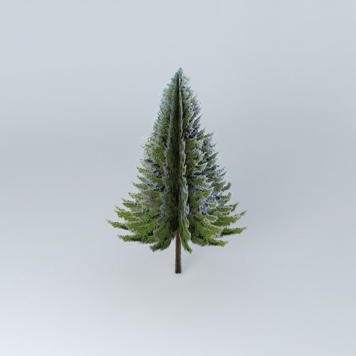 Picea abies  Norway spruce Free 3D model_2