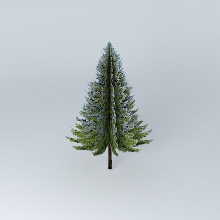 Picea abies  Norway spruce Free 3D model_1