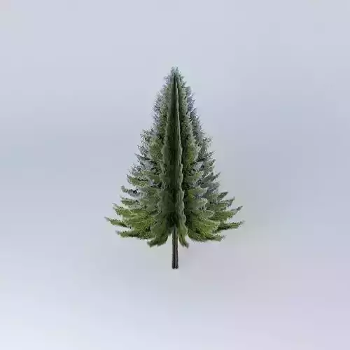 Picea abies  Norway spruce