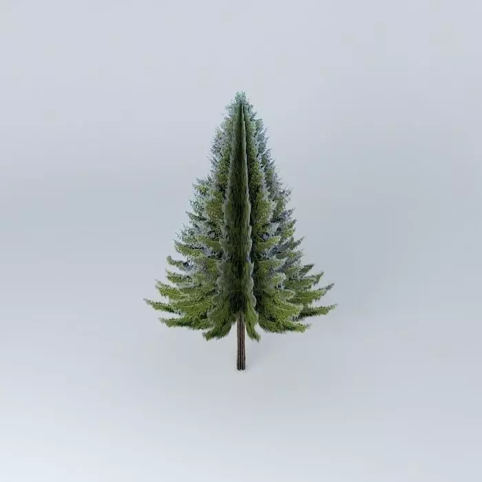Picea abies  Norway spruce Free 3D model_0
