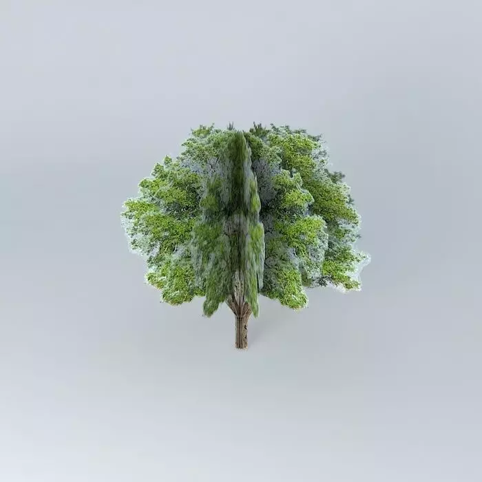 Juglans regia Walnut Free 3D model