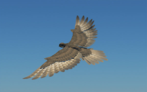 Peregrine Falcon Folded Wings Low-poly 3D model_5