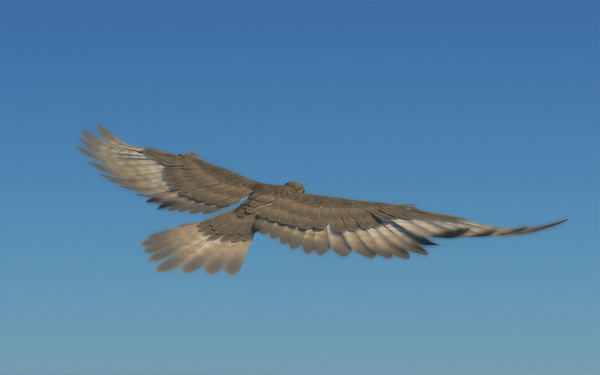 Peregrine Falcon Folded Wings Low-poly 3D model_4