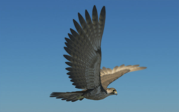 Peregrine Falcon Folded Wings Low-poly 3D model_6