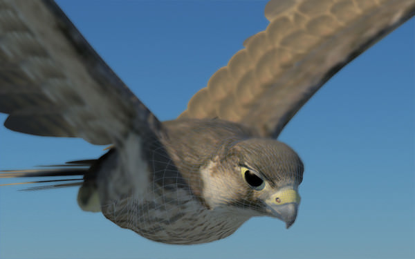 Peregrine Falcon Folded Wings Low-poly 3D model_12