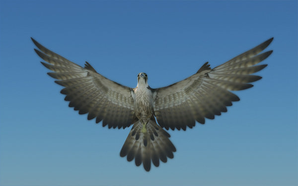 Peregrine Falcon Folded Wings Low-poly 3D model_8