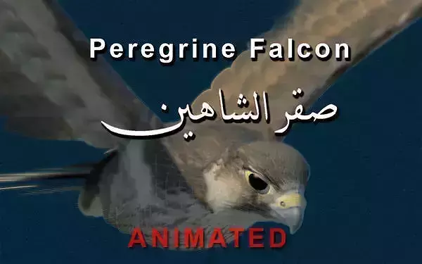 Peregrine Falcon Folded Wings Low-poly 3D model