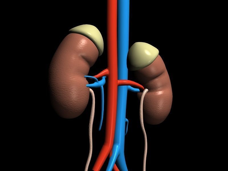 Human Kidney Model 3D model_3