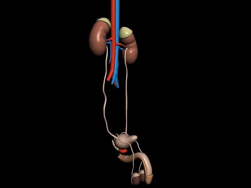 Human Kidney Model 3D model_1