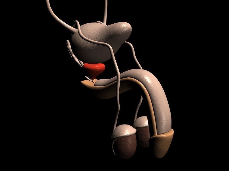 Human Kidney Model 3D model_0