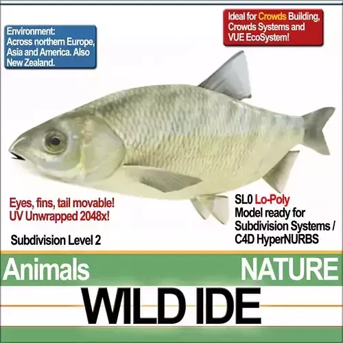 Wild Ide 3D model
