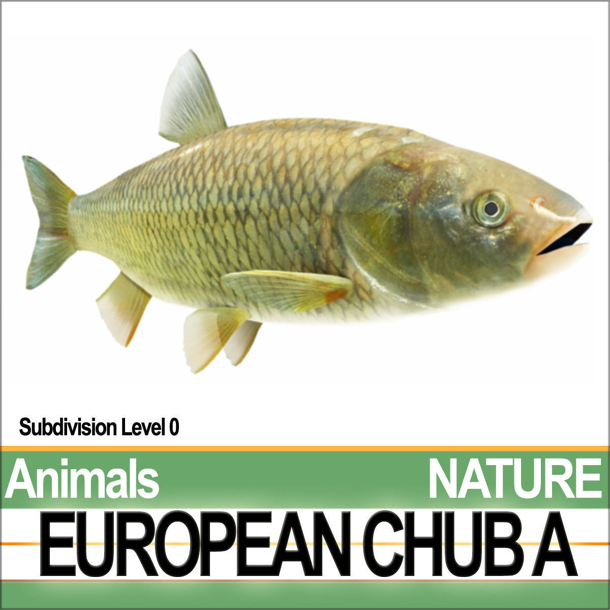 European Chub A 3D model_3