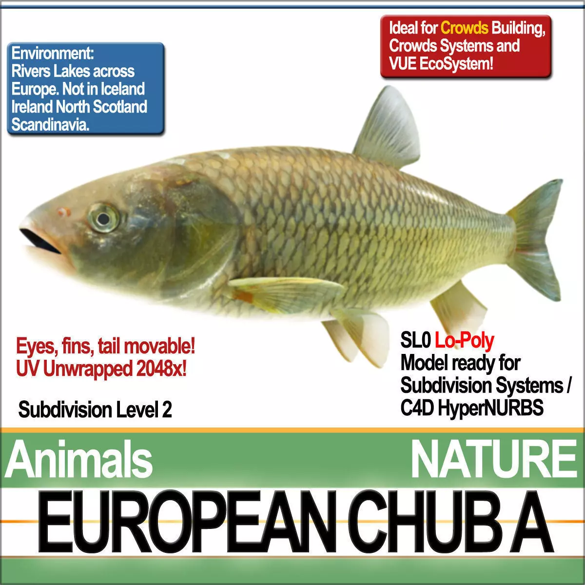 European Chub A 3D model_0