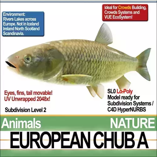 European Chub A 3D model
