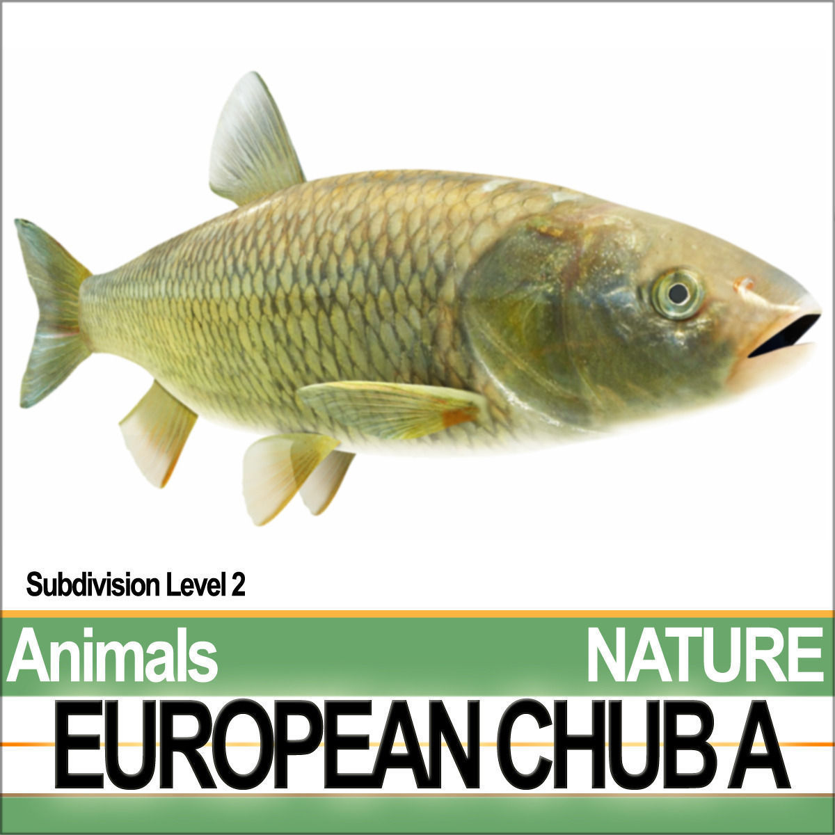 European Chub A 3D model_1
