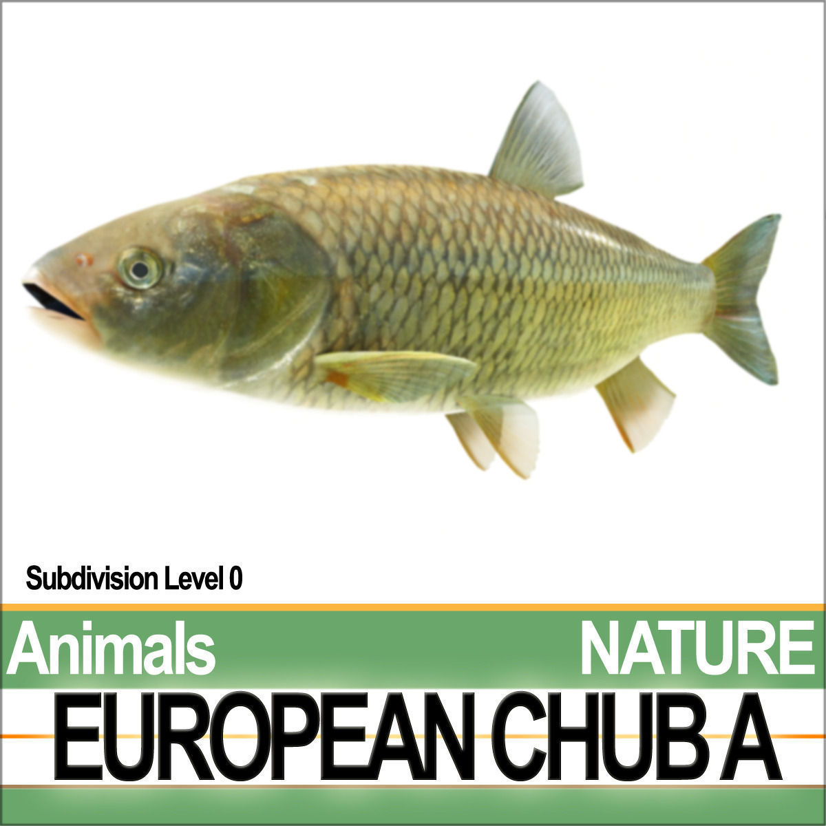 European Chub A 3D model_2