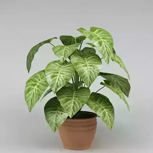 Plant 28