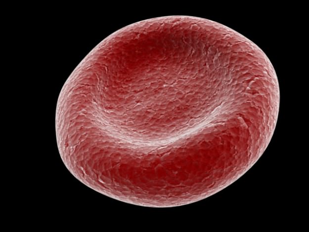 Red Blood Cells Animated 3D model_4