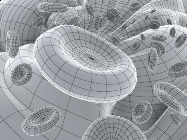 Red Blood Cells Animated 3D model_3