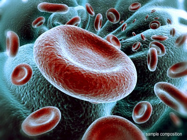 Red Blood Cells Animated 3D model_12