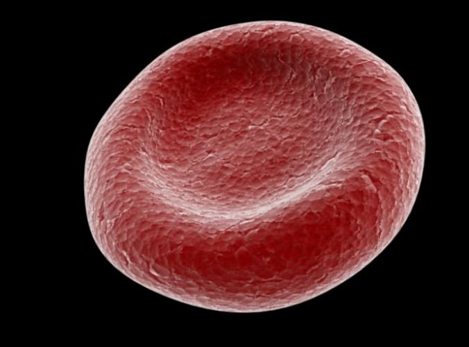 Red Blood Cells Animated 3D Model .max .obj .3ds